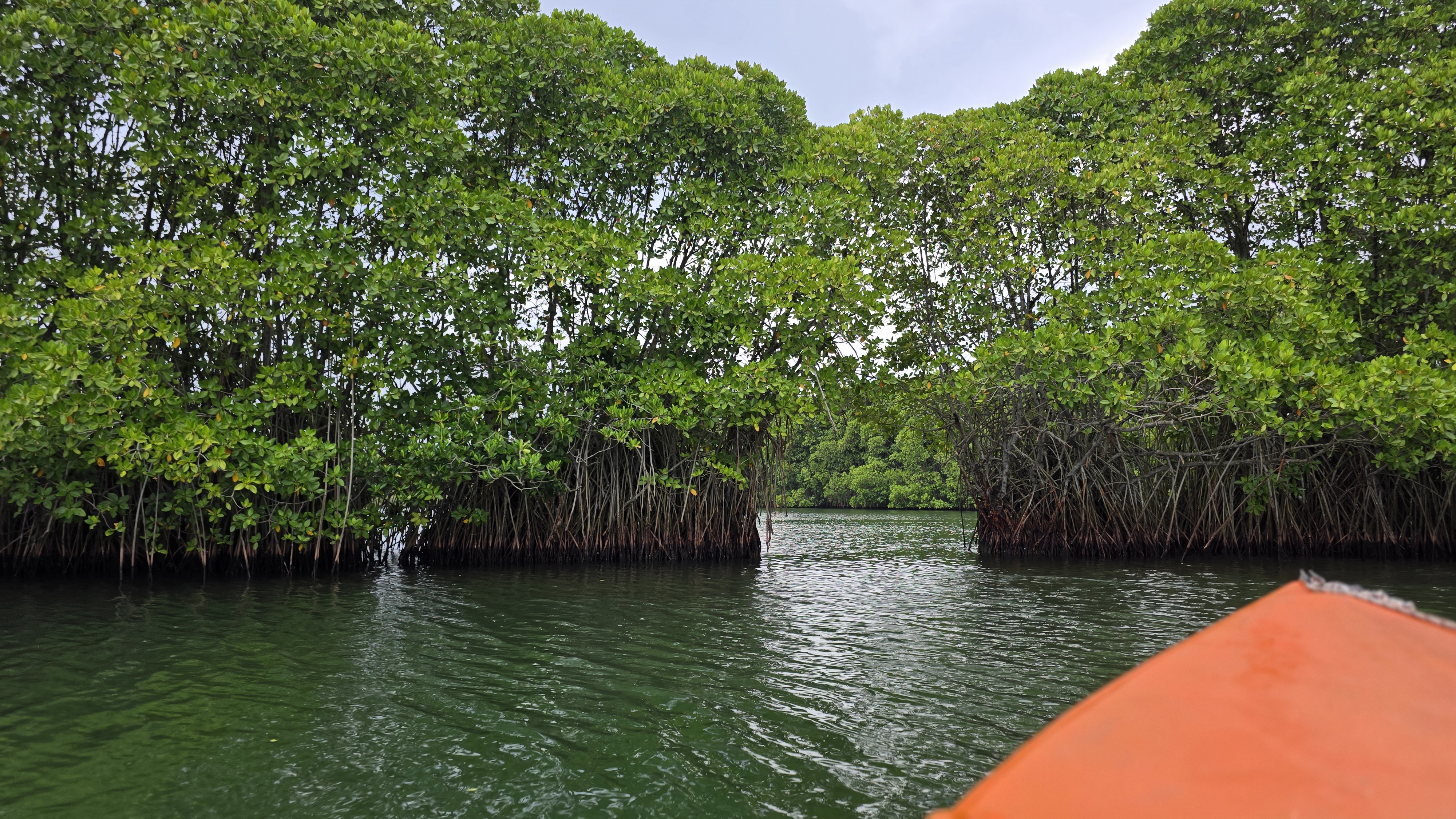 Scenic backwater views with traditional boat in Kollam